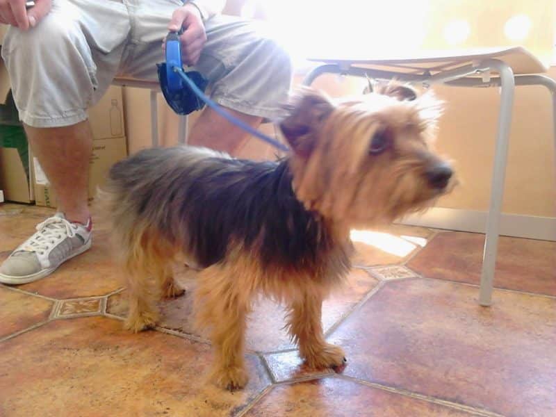 australian silky terrier adiestramiento canino