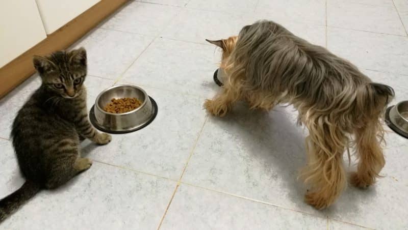 australian silky terrier alimentación anciano