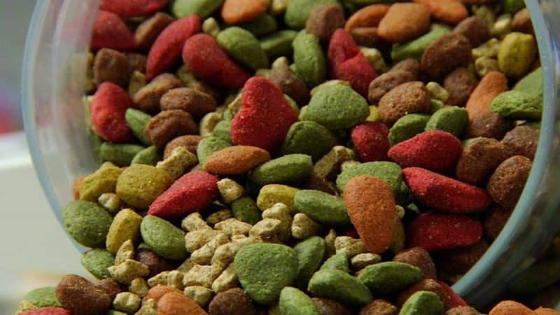 australian silky terrier alimentacion cachorros