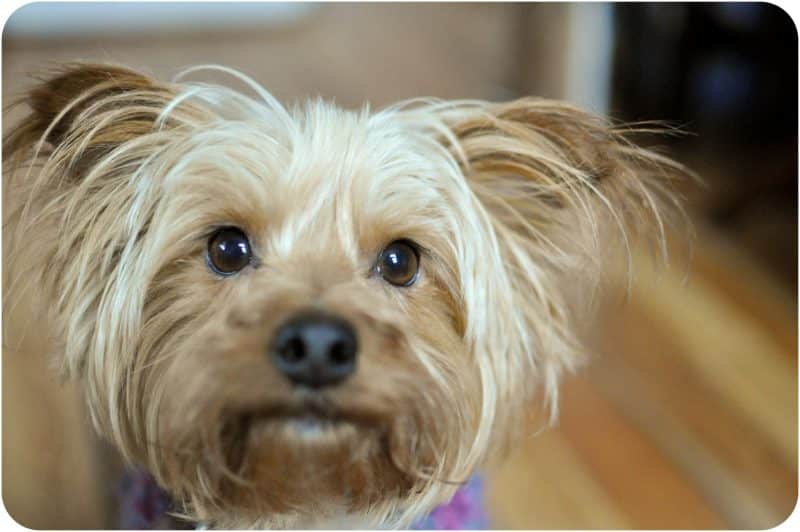 australian silky terrier cabeza