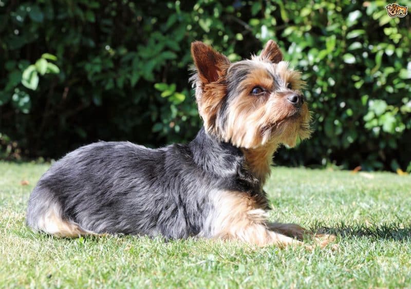 australian silky terrier cachorro acostado