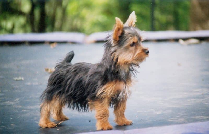 australian silky terrier cachorro parado