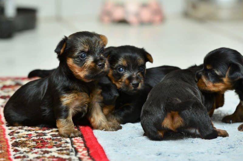 australian silky terrier cachorros