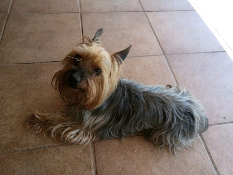australian silky terrier con ceguera