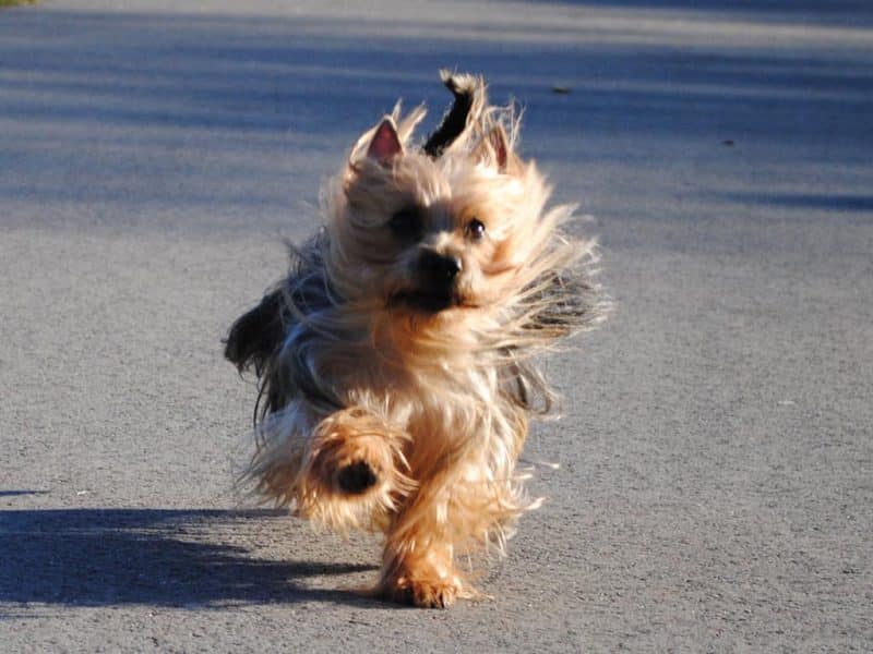 australian silky terrier corriendo