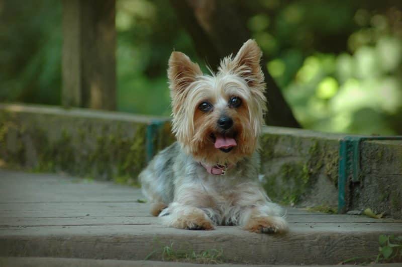 australian silky terrier descansando