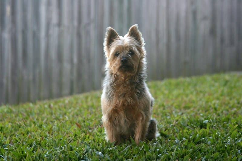 australian silky terrier ejercicios