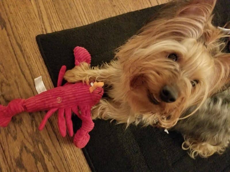 australian silky terrier jugando