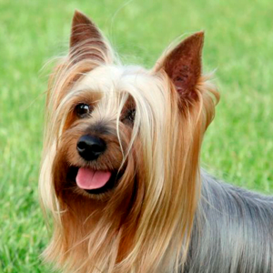 australian silky terrier miniatura