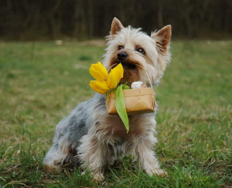australian silky terrier puppy