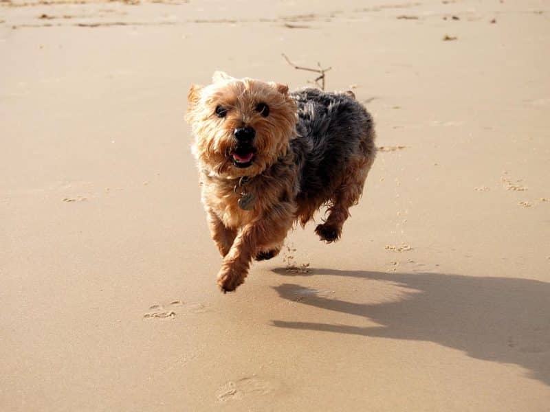 australian silky terrier temperamento