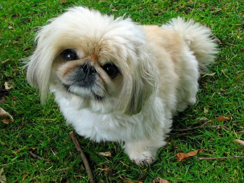 cabeza de un perro pekines
