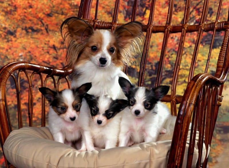 cachorros de un perro papillon junto a su madre