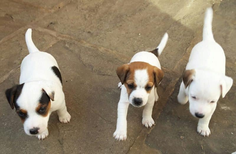 cachorros del parson russell terrier