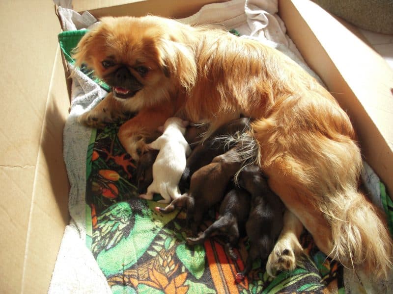 cachorros del perro pekines