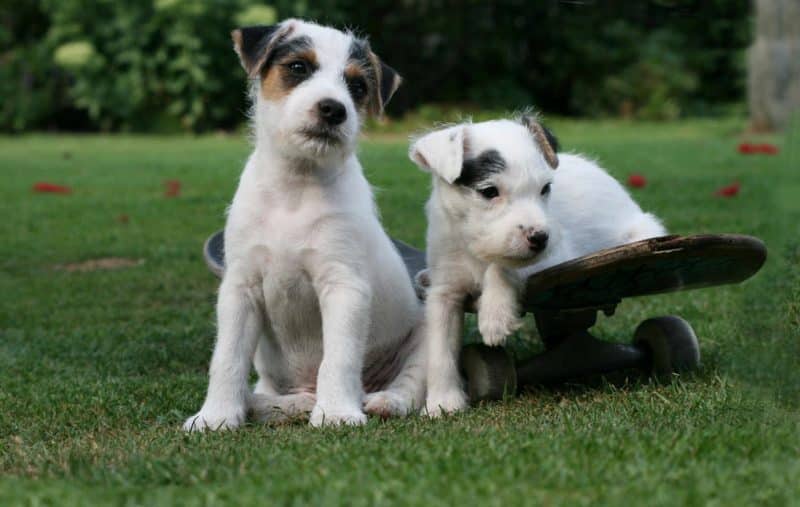 carácter del parson russell terrier