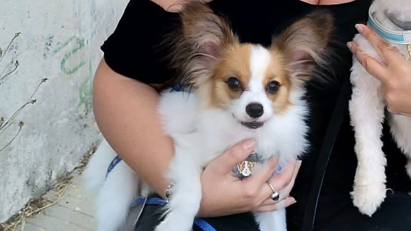 carácter del perro papillon o continental toy spaniel