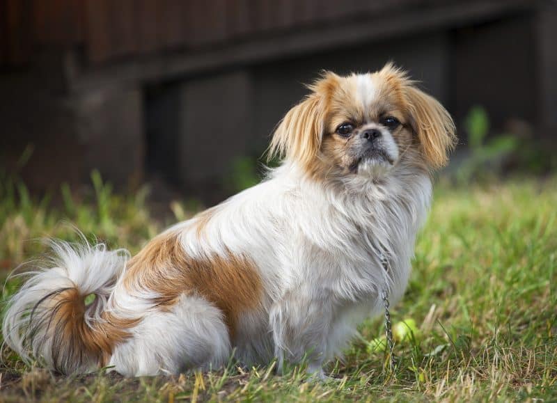 características de la raza de perros pekines