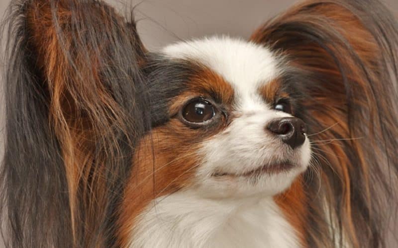 características del perro papillon o continental toy spaniel