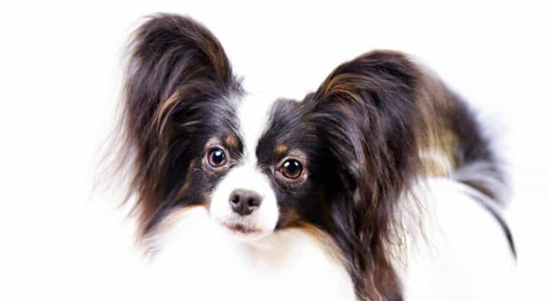 características del perro papillon o continental toy spaniel orejas