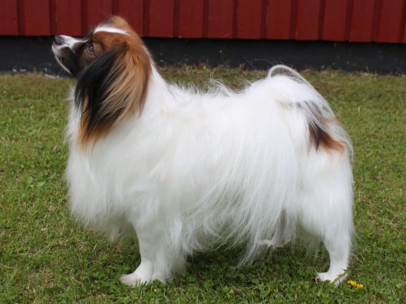 características del perro papillon o continental toy spaniel pelaje