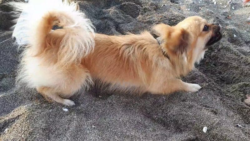 cola del perro pekines