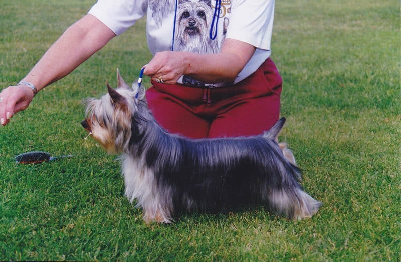 como adiestrar a un australian silky terrie