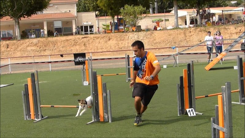 como adiestrar a un parson russell terrier