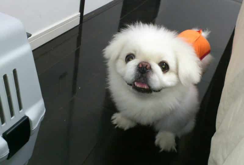 como adiestrar a un perro pekines