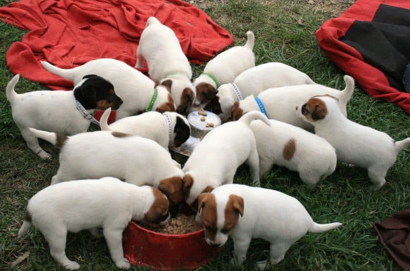 cómo alimentar a un cachorro de parson russell terrier