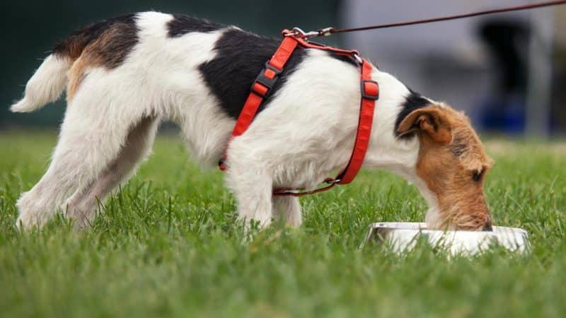 cómo alimentar a un parson russell terrier adulto