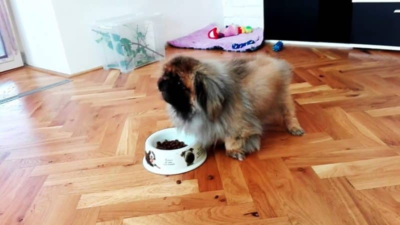 cómo alimentar a un perro pekines