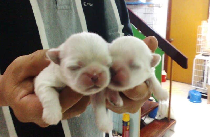 como atender el parto de un pekines