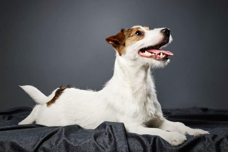 como es el carácter del parson russell terrier