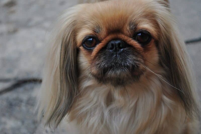 cómo evitar las malas conductas del perro pekines