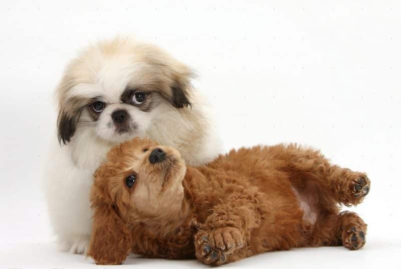 como se relaciona el pekinés con otros perros