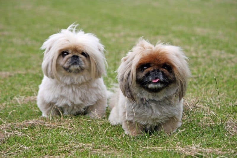 condiciones necesarias para cruzar a un pekines