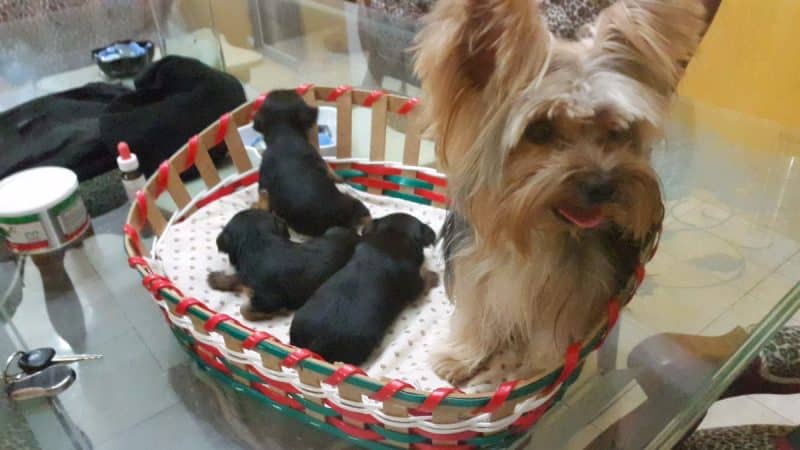 consejos para comprar un australian silky terrier