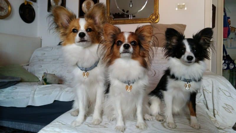 consejos para comprar un perro papillon o continental toy spaniel