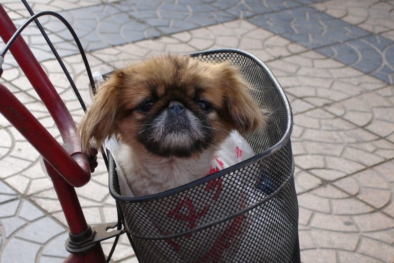 consejos para comprar un perro pekines