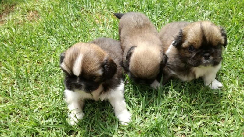 criaderos de perros pekines