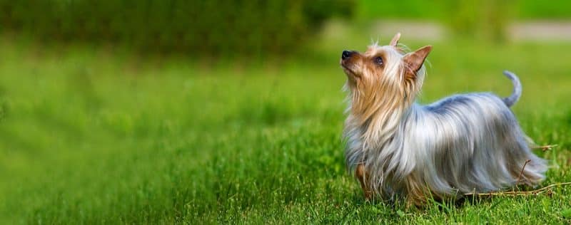 cual es el origen del australian silky terrier