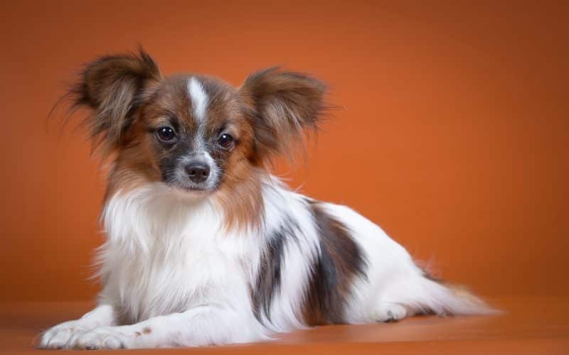 cual es el origen del perro papillon o continental toy spaniel