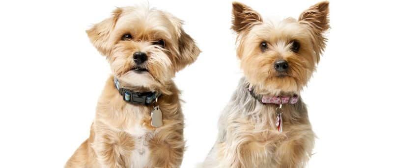 cuando cruzar a un australian silky terrier