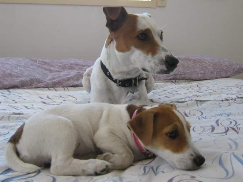 cuando cruzar a un parson russell terrier