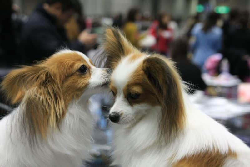 cuando cruzar a un perro papillon o continent