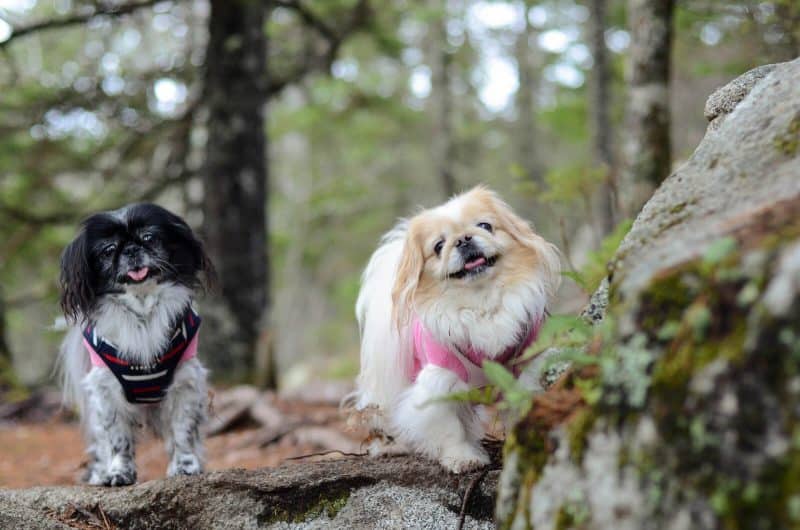 cuando cruzar a un perro pekines