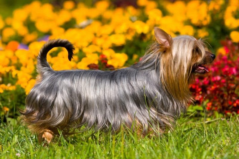 cuanto cuesta un australian silky terrier