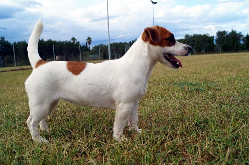 cuerpo del parson russell terrier