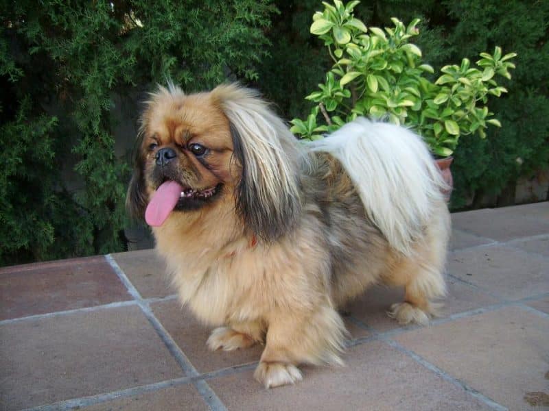 cuerpo del perro pekines